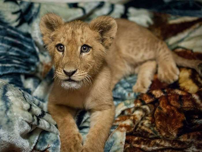 rescued-african-lion-sleeping-with-blanket